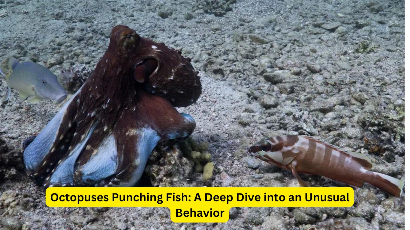 Octopuses Punching Fish: A Deep Dive into an Unusual Behavior